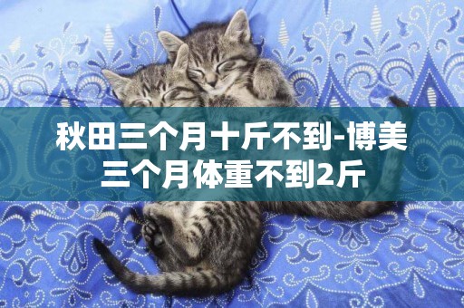 秋田三個月十斤不到-博美三個月體重不到2斤
