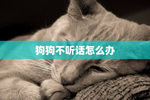 狗狗不聽話怎么辦