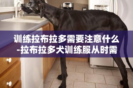 訓練拉布拉多需要注意什么-拉布拉多犬訓練服從時需要注意的地方