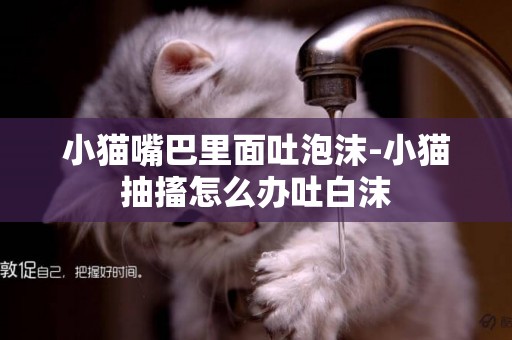 小貓嘴巴里面吐泡沫-小貓抽搐怎么辦吐白沫