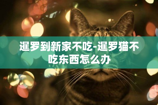 暹羅到新家不吃-暹羅貓不吃東西怎么辦