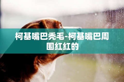 柯基嘴巴禿毛-柯基嘴巴周圍紅紅的