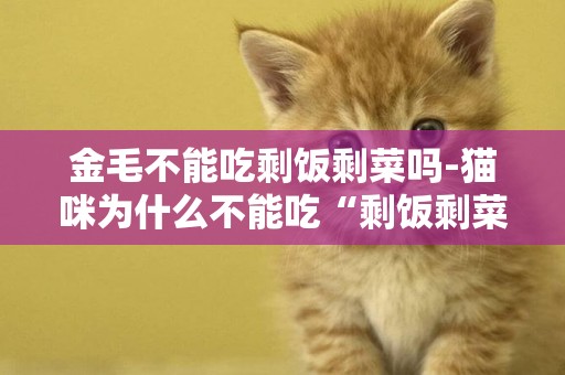 金毛不能吃剩飯剩菜嗎-貓咪為什么不能吃“剩飯剩菜”