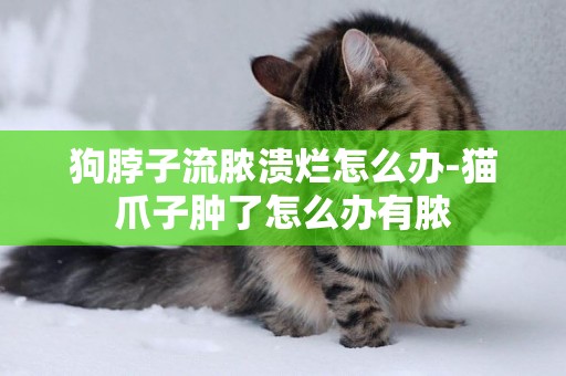 狗脖子流膿潰爛怎么辦-貓爪子腫了怎么辦有膿