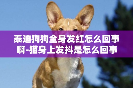 泰迪狗狗全身發紅怎么回事啊-貓身上發抖是怎么回事