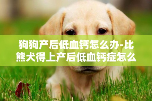 狗狗產后低血鈣怎么辦-比熊犬得上產后低血鈣癥怎么辦