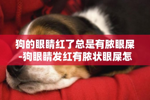 狗的眼睛紅了總是有膿眼屎-狗眼睛發紅有膿狀眼屎怎么回事