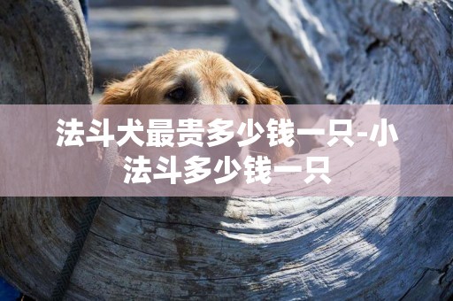 法斗犬最貴多少錢一只-小法斗多少錢一只