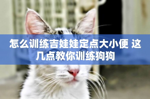 怎么訓練吉娃娃定點大小便 這幾點教你訓練狗狗