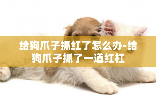 給狗爪子抓紅了怎么辦-給狗爪子抓了一道紅杠