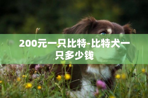 200元一只比特-比特犬一只多少錢