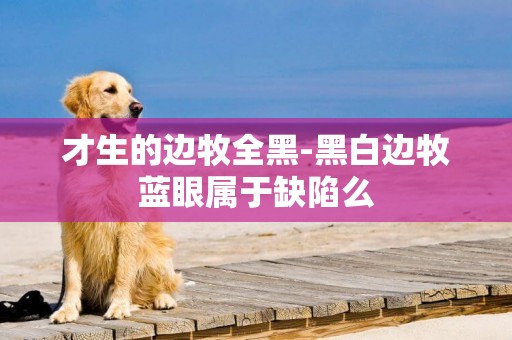 才生的邊牧全黑-黑白邊牧藍眼屬于缺陷么