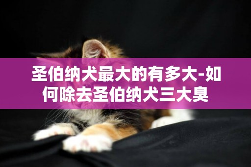圣伯納犬最大的有多大-如何除去圣伯納犬三大臭