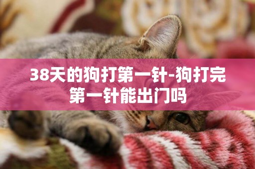 38天的狗打第一針-狗打完第一針能出門嗎