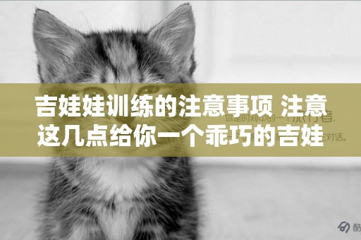 吉娃娃訓練的注意事項 注意這幾點給你一個乖巧的吉娃娃