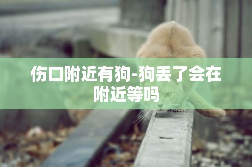 傷口附近有狗-狗丟了會在附近等嗎