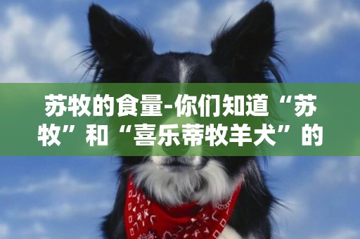 蘇牧的食量-你們知道“蘇牧”和“喜樂蒂牧羊犬”的區別嗎