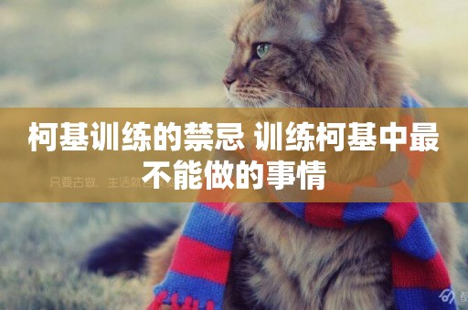 柯基訓練的禁忌 訓練柯基中最不能做的事情