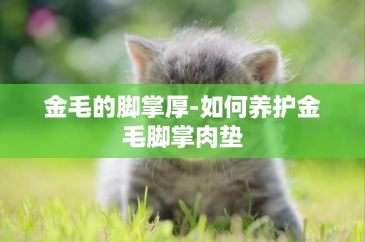 金毛的腳掌厚-如何養護金毛腳掌肉墊