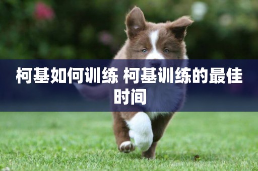 柯基如何訓練 柯基訓練的最佳時間