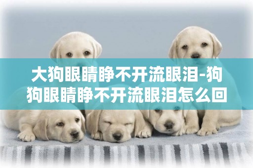大狗眼睛睜不開流眼淚-狗狗眼睛睜不開流眼淚怎么回事