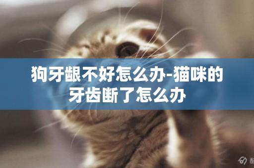 狗牙齦不好怎么辦-貓咪的牙齒斷了怎么辦