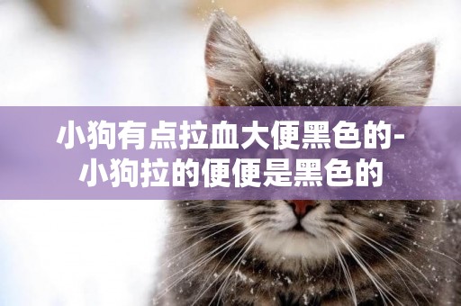 小狗有點拉血大便黑色的-小狗拉的便便是黑色的