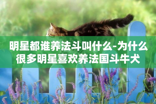明星都誰養法斗叫什么-為什么很多明星喜歡養法國斗牛犬