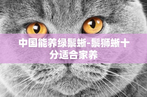 中國能養綠鬃蜥-鬃獅蜥十分適合家養