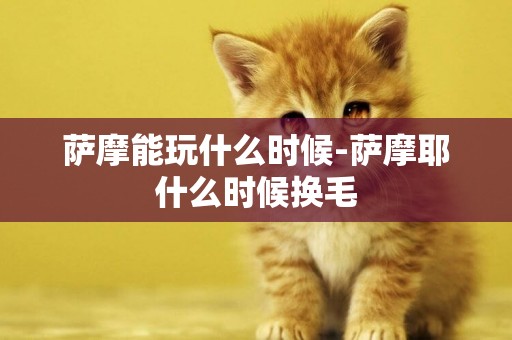 薩摩能玩什么時候-薩摩耶什么時候換毛