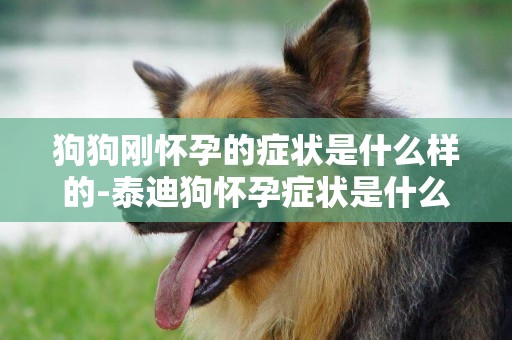 狗狗剛懷孕的癥狀是什么樣的-泰迪狗懷孕癥狀是什么