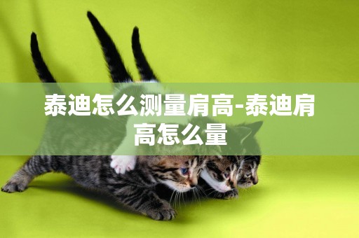 泰迪怎么測量肩高-泰迪肩高怎么量