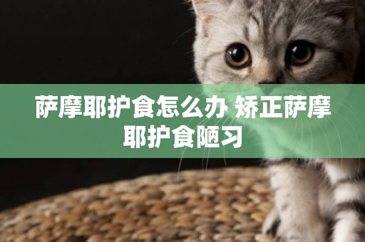 薩摩耶護食怎么辦 矯正薩摩耶護食陋習