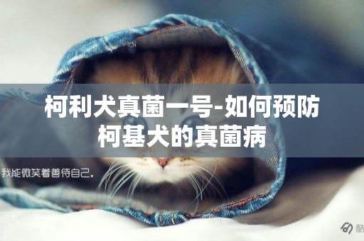 柯利犬真菌一號-如何預防柯基犬的真菌病