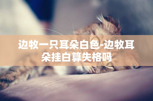 邊牧一只耳朵白色-邊牧耳朵掛白算失格嗎