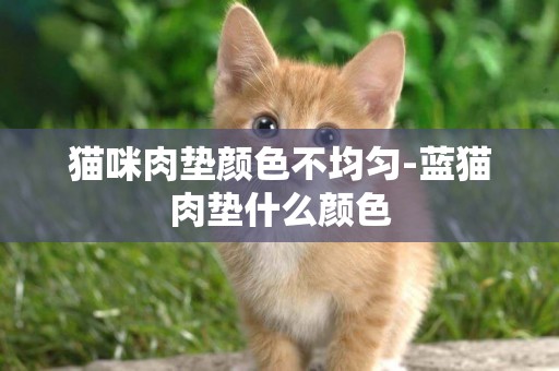 貓咪肉墊顏色不均勻-藍貓肉墊什么顏色