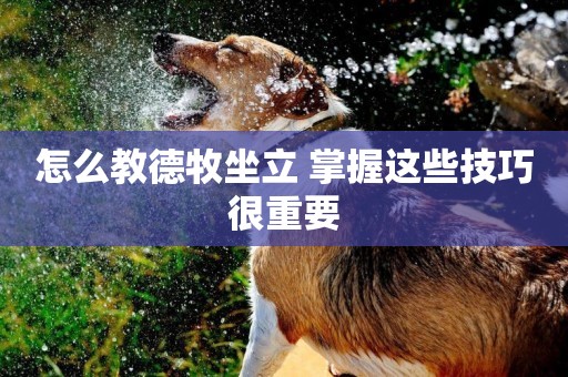 怎么教德牧坐立 掌握這些技巧很重要