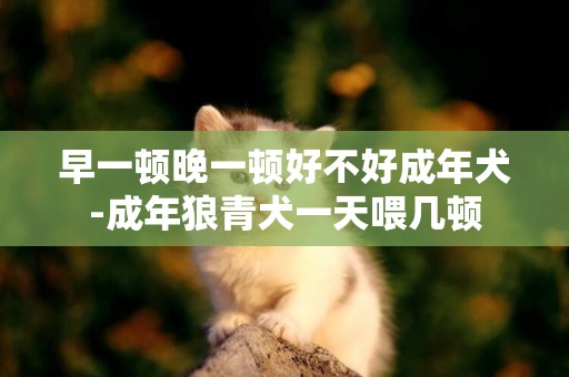 早一頓晚一頓好不好成年犬-成年狼青犬一天喂幾頓