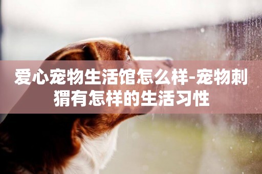 愛心寵物生活館怎么樣-寵物刺猬有怎樣的生活習性