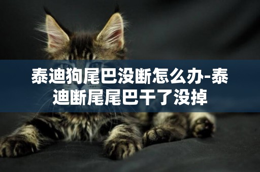 泰迪狗尾巴沒斷怎么辦-泰迪斷尾尾巴干了沒掉