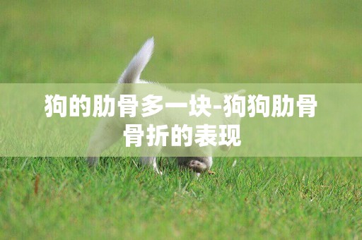 狗的肋骨多一塊-狗狗肋骨骨折的表現