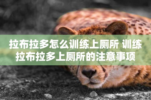 拉布拉多怎么訓練上廁所 訓練拉布拉多上廁所的注意事項