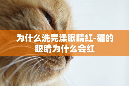 為什么洗完澡眼睛紅-貓的眼睛為什么會紅
