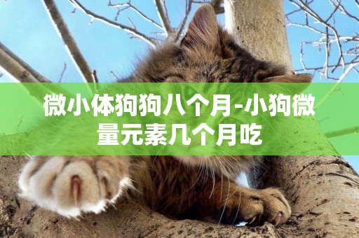 微小體狗狗八個月-小狗微量元素幾個月吃