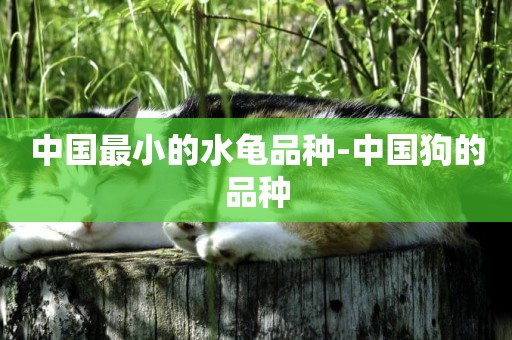 中國最小的水龜品種-中國狗的品種