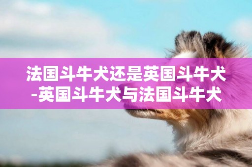 法國斗牛犬還是英國斗牛犬-英國斗牛犬與法國斗牛犬的區別