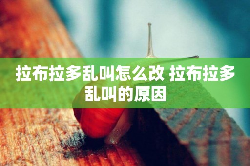 拉布拉多亂叫怎么改 拉布拉多亂叫的原因