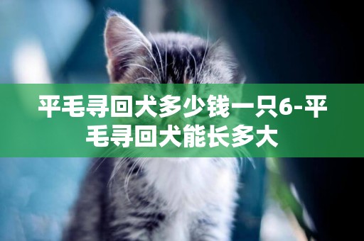 平毛尋回犬多少錢一只6-平毛尋回犬能長多大