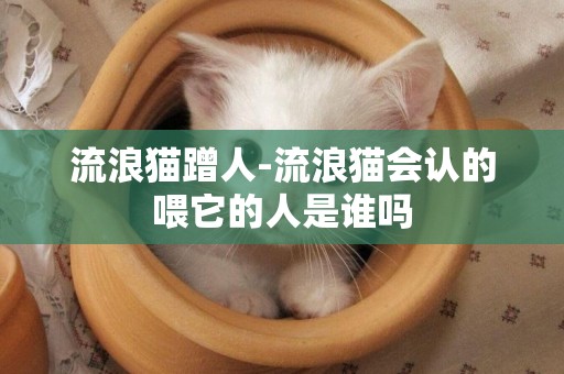 流浪貓蹭人-流浪貓會認的喂它的人是誰嗎