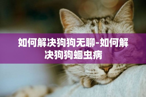 如何解決狗狗無聊-如何解決狗狗蛔蟲病